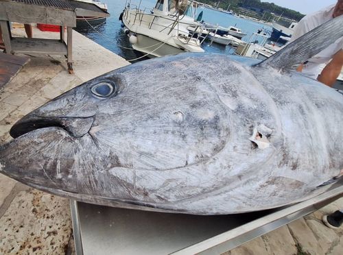 Tuna fest Rovinj - 9