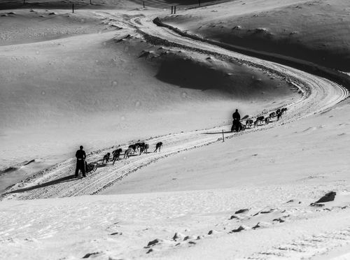 Serum, Togo i utrka Iditarod - 4