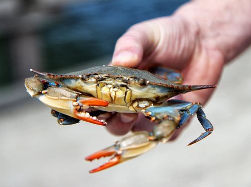 Kuharica plavog raka - Mecha Pingvini - 1