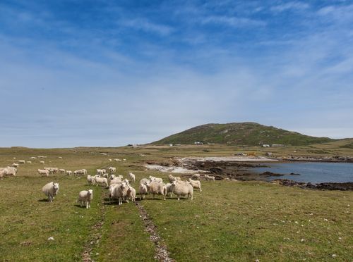 Otok Bardsey, Wales - 1