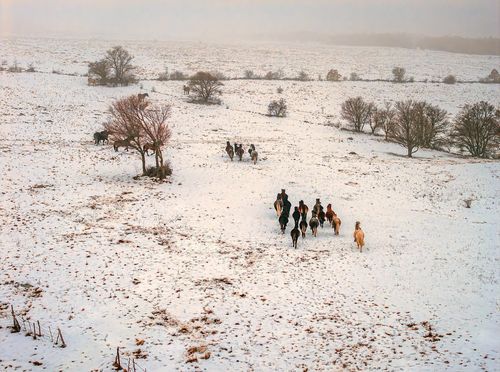 Divlji konji kod Livna - 1