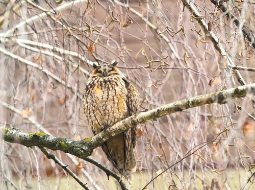 Sove ušare u Zagrebu - 6