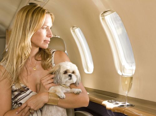 Psi u avionu