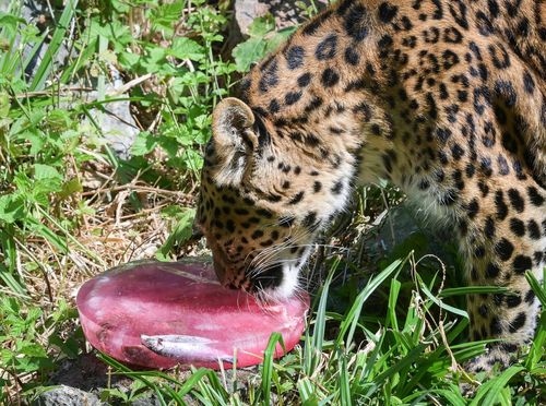 Sladoled za životinje u zagrebačkom Zoološkom vrtu - 3
