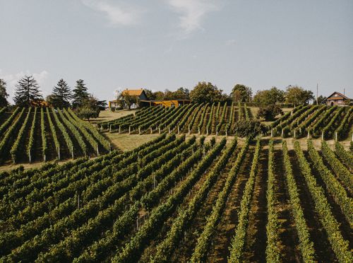 Vinarija Voštinić Klasnić