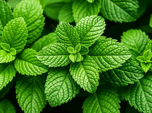 Menta - 3
