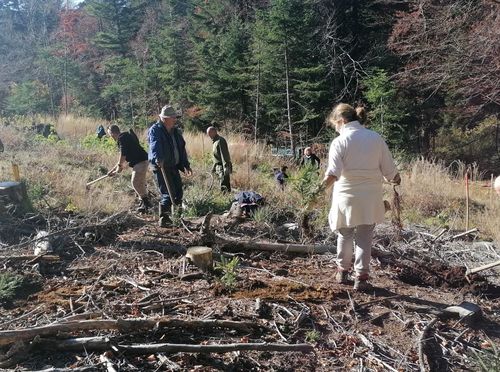 Posadi jelu - spasi pčelu 2