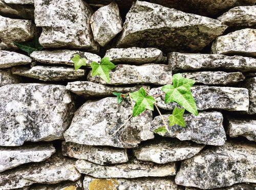 Suživot kamena i biljaka u Vodnjanštini