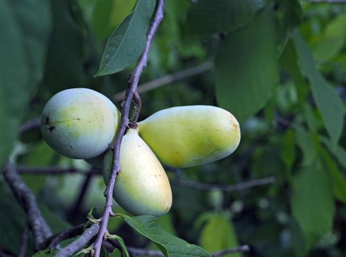 Indijanska banana u Donjoj Bistri na plantaži Ivana Šuloga - 5