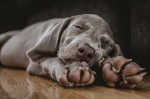 Pas u snu