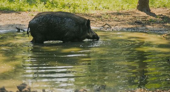 Repopulacija svinjaca
