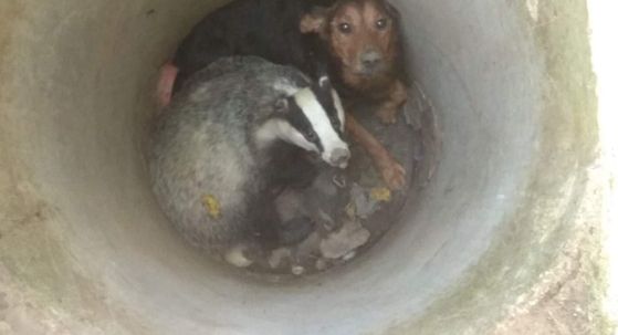 Spasili psa i jazavca iz šahta (Foto: Domagoj Rast/Faun Kutina)