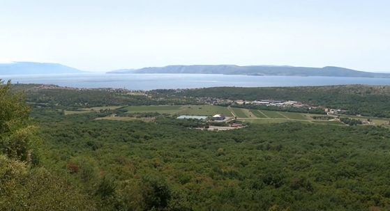 Divlje svinje čine štetu - 2