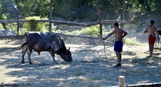 Bik ubio farmera (ilustracija)