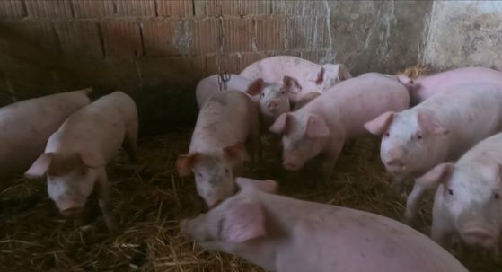 Slavonci se spremaju za svinjokolju