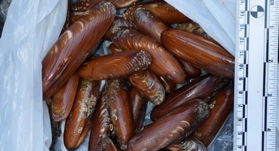 Zagreb: Policija kod muškarca pronašla 18 kilograma prstaca (Foto: PU zagrebačka) - 3