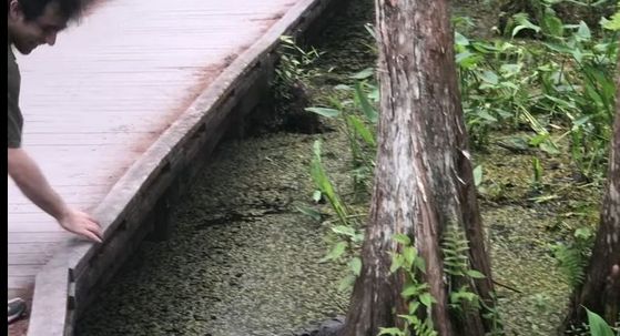 Aligator (Foto: Screenshot/YouTube)