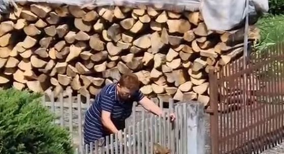 Žedna ženka čaglja u Sisku