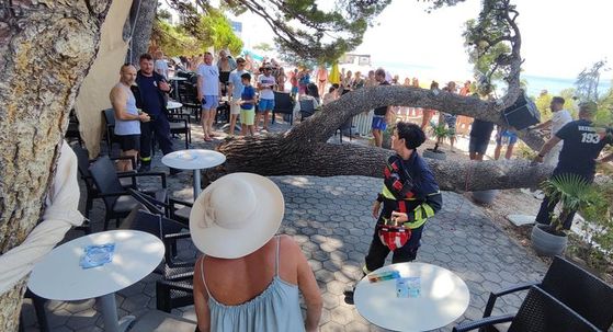 Palo stablo Baška Voda