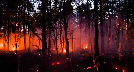 Vrućina izaziva požare diljem Europe (Foto: AFP)