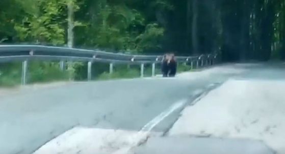 Medvjed koji je oštetio automobile