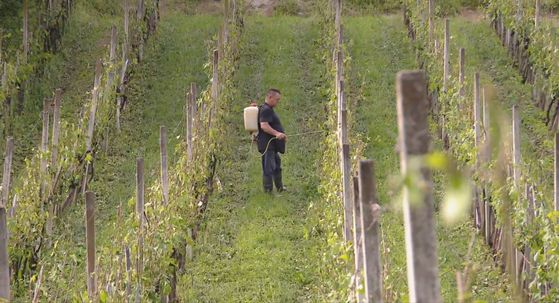 Vinogradi nakon nevremena