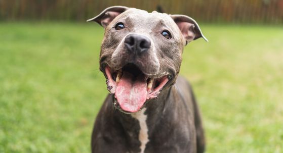 Pitbul-terijer