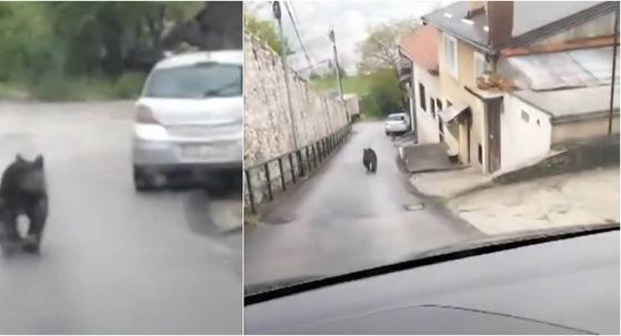 Medvjed u Sarajevu