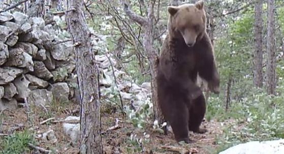 Medvjed u NP-u Sjeverni Velebit