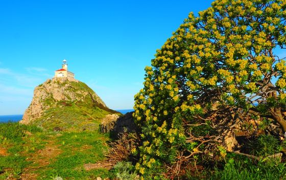 Palagruža u proljeće - 14