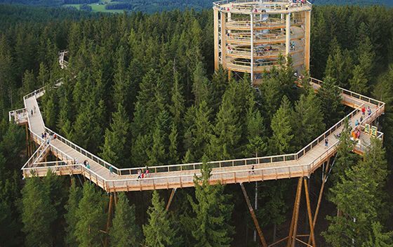 Treetop Walk Pohorje - 1