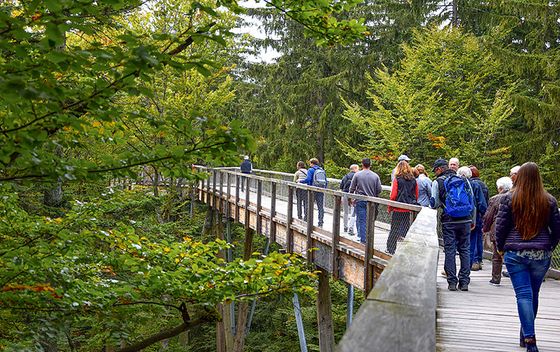 Treetop Walk Pohorje - 2