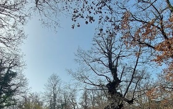 S Porozine na Beli u proljetnoj veljači - 8