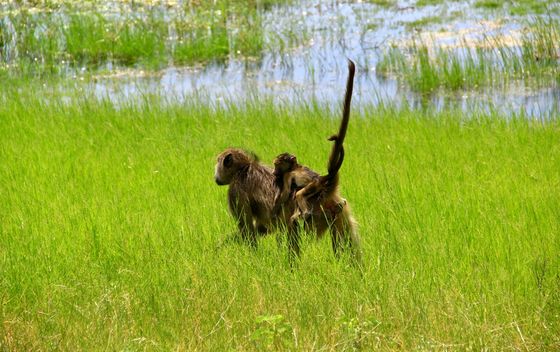 Antea u Bocvani - 20