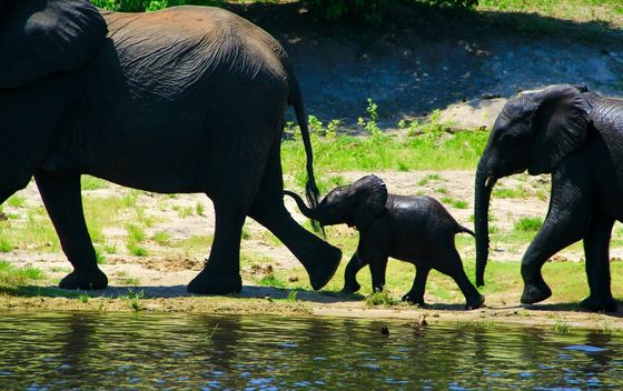 Antea u Bocvani - 21