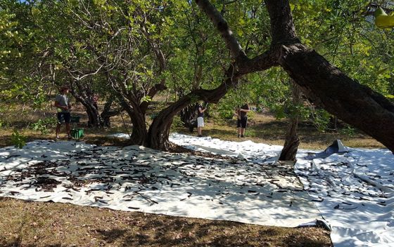 OPG Nebojša Božanić - 4