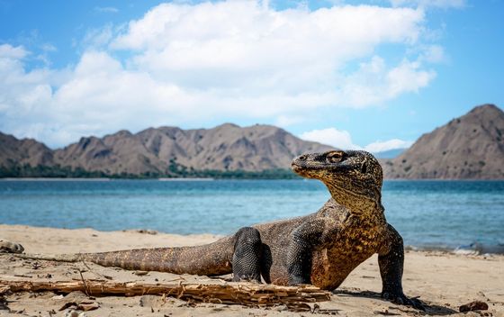 Komodo - 1
