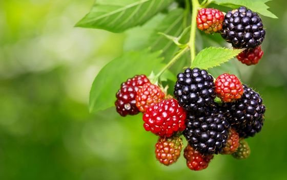 Bobičasto voće - 4