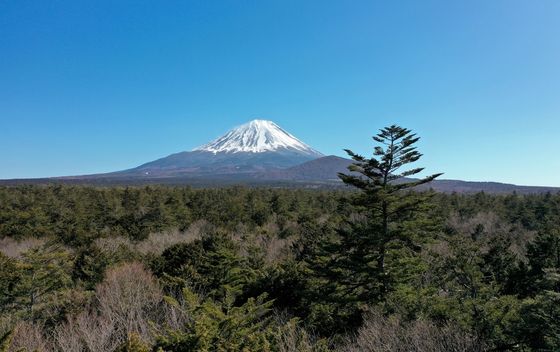 Aokigahara - 2