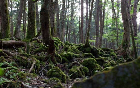Aokigahara - 3