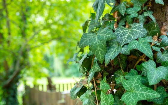 Bršljan (Hedera helix)