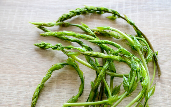 Bljušt (Tamus communis)