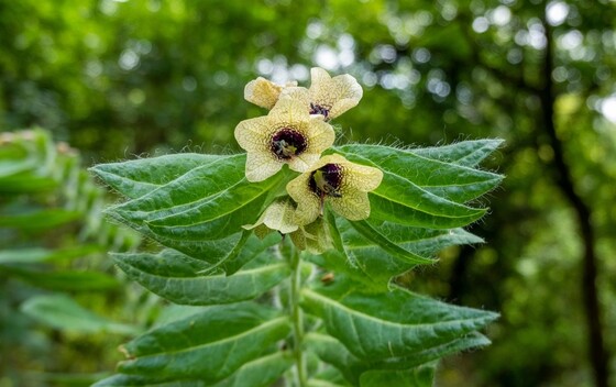 Bunika (Hyoscyamus niger)