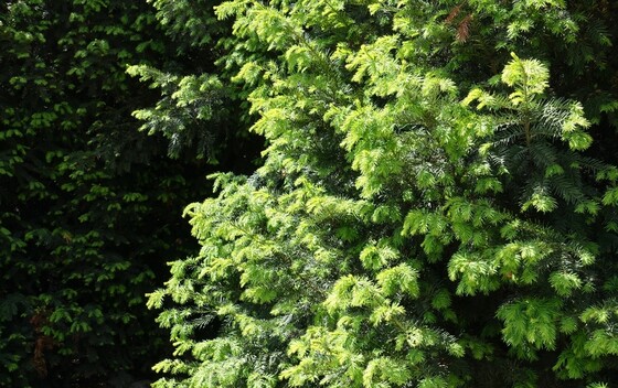 Tisa (Taxus baccata)