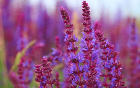 Kadulja - 5