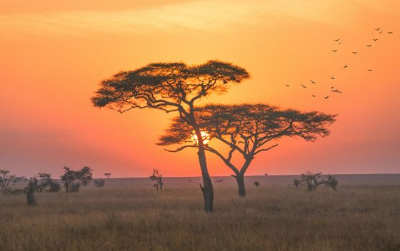 Tanzanija