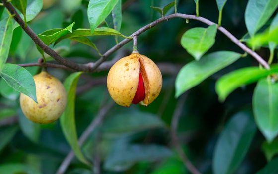 Muškatni oraščić