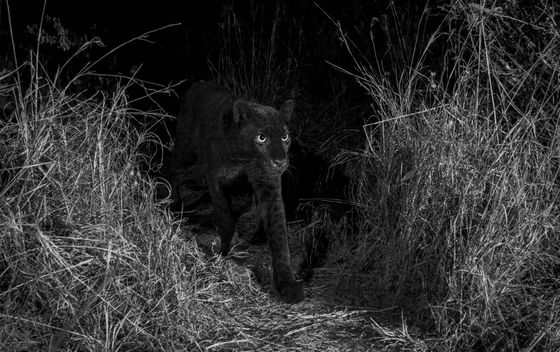Crni leopard