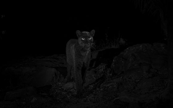 Crni leopard - 3