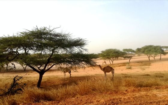 Goran u Senegalu - 2